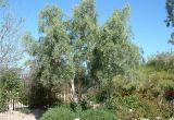 Olea Europaea Swan Hill Olea Europaea 39 Swan Hill 39