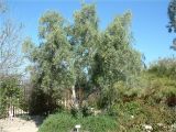 Olea Europaea Swan Hill Olea Europaea 39 Swan Hill 39