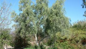 Olea Europaea Swan Hill Olea Europaea 39 Swan Hill 39