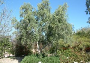 Olea Europaea Swan Hill Olea Europaea 39 Swan Hill 39