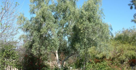 Olea Europaea Swan Hill Olea Europaea 39 Swan Hill 39