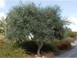 Olea Europaea Swan Hill Olea Europaea Swan Hill