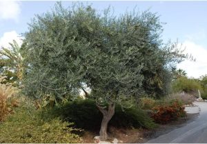 Olea Europaea Swan Hill Olea Europaea Swan Hill