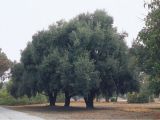 Olea Europaea Swan Hill Pacific Horticulture society An Unknown Tree Research