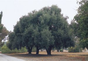 Olea Europaea Swan Hill Pacific Horticulture society An Unknown Tree Research