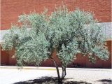 Olea Europaea Swan Hill Swan Hill Olive Olea Europaea Swan Hill Arizona Trees