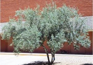 Olea Europaea Swan Hill Swan Hill Olive Olea Europaea Swan Hill Arizona Trees