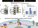 Open Table In Nashville Tn Methionine Triggers Ppz Mediated Dephosphorylation Of Art1 to