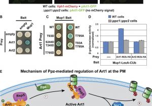 Open Table In Nashville Tn Methionine Triggers Ppz Mediated Dephosphorylation Of Art1 to