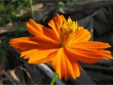 Orange Flowers Names and Pictures orange Flower Madang Ples Bilong Mi