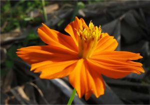 Orange Flowers Names and Pictures orange Flower Madang Ples Bilong Mi