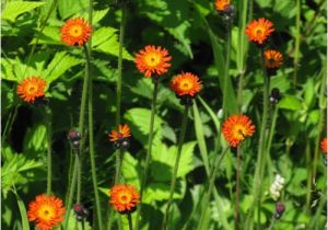 Orange Flowers Names and Pictures orange Flowers Names and Pictures