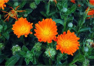 Orange Flowers Names and Pictures orange Flowers Names and Pictures