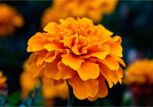 Orange Flowers Names and Pictures orange Flowers Names and Pictures