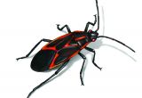 Orkin Pest Control Rockford Il Get Rid Of Box Elder Bugs In Houses Infestation Control