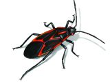 Orkin Pest Control Rockford Il Get Rid Of Box Elder Bugs In Houses Infestation Control