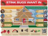 Orkin Pest Control Rockford Il Stink Bugs Brown Marmorated Stink Bug Control Prevention