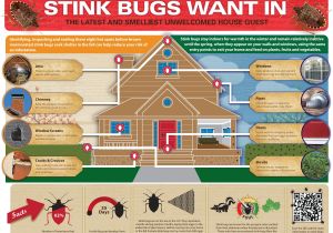 Orkin Pest Control Rockford Il Stink Bugs Brown Marmorated Stink Bug Control Prevention