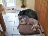 Orvis Anti Chew Dog Bed Dachshund Hot Dog Bun Bed Anti Chew Raised Dog Beds Noten