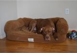 Orvis Bedside Platform Dog Bed orvis Bedside Platform Dog Bed Content Filed Under the Dog