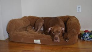 Orvis Bedside Platform Dog Bed orvis Bedside Platform Dog Bed Content Filed Under the Dog