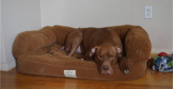 Orvis Bedside Platform Dog Bed orvis Bedside Platform Dog Bed Content Filed Under the Dog