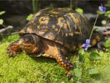 Outdoor Above Ground Turtle Pond Building Outdoor Housing for Box Turtles