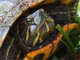 Outdoor Above Ground Turtle Pond Caring for Yellow Bellied Sliders as Pet Turtles