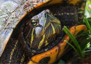 Outdoor Above Ground Turtle Pond Caring for Yellow Bellied Sliders as Pet Turtles