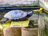 Outdoor Above Ground Turtle Pond How to Encourage Basking for Your Red Eared Slider