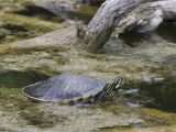 Outdoor Above Ground Turtle Pond How to Take Care Of Turtles and tortoises