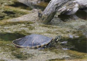 Outdoor Above Ground Turtle Pond How to Take Care Of Turtles and tortoises