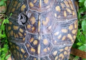 Outdoor Above Ground Turtle Pond Pin by Pacita On Turtles In the Garden Pinterest Turtle