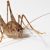 Ozone Pest Control toms River Nj Pest Control Nj Termite Control Ozane Termite Pest Control