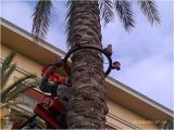 Palm Tree Lighting Ring 1000 Images About Palm Tree Lighting On Pinterest Trees