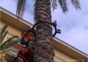 Palm Tree Lighting Ring 1000 Images About Palm Tree Lighting On Pinterest Trees