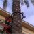 Palm Tree Lighting Ring 1000 Images About Palm Tree Lighting On Pinterest Trees