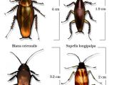 Palmetto Bug Vs Cockroach How Cockroaches Work Howstuffworks