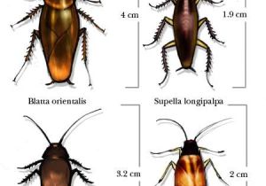 Palmetto Bug Vs Cockroach How Cockroaches Work Howstuffworks