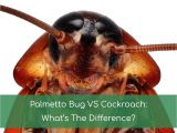 Palmetto Bug Vs Cockroach Palmetto Bug Vs Cockroach What 39 S the Difference Nov 2018