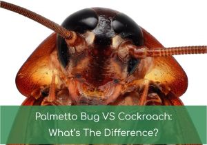 Palmetto Bug Vs Cockroach Palmetto Bug Vs Cockroach What 39 S the Difference Nov 2018