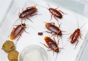 Palmetto Bug Vs Cockroach Palmetto Bug Vs Cockroach What 39 S the Difference Nov 2018