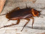 Palmetto Bug Vs Cockroach Palmetto Bug Vs Cockroach What 39 S the Difference Terminix