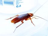 Palmetto Bug Vs Cockroach Palmetto Bug Vs Cockroach What S the Difference