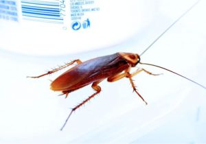 Palmetto Bug Vs Cockroach Palmetto Bug Vs Cockroach What S the Difference