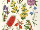 Paw Print Flower Art Australian Flora Drawings Google Search Garden Botanical