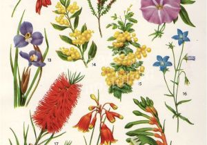 Paw Print Flower Art Australian Flora Drawings Google Search Garden Botanical