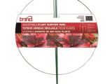Peony Cages Home Depot Bloomsz Border Charm Peony Roots 06148 the Home Depot