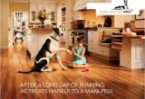 Pergo Flooring Good for Dogs Pergo Flooring for Pets 28 Images What is the Best
