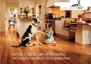 Pergo Flooring Good for Dogs Pergo Flooring for Pets 28 Images What is the Best